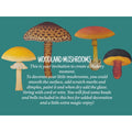 Loergann Studio Woodland Mushroom craft kit featuring various fungi illustrations for painting and decoration projects.
